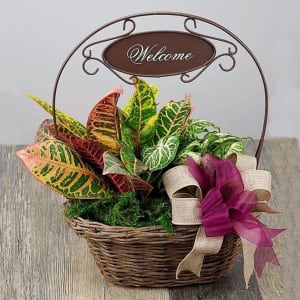 Rathbone's Welcome Plant Basket Flower Bouquet