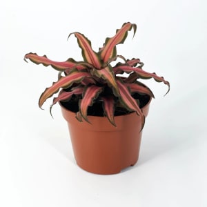 Cryptanthus Flower Bouquet