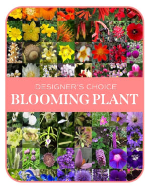 In-Season Blooming Plant Flower Bouquet