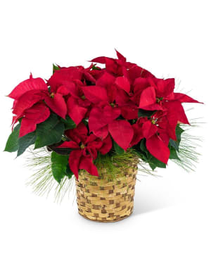 Red Poinsettia Basket Flower Bouquet