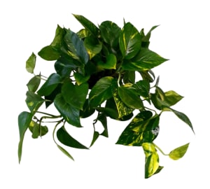 Pothos In a Black Self-Watering Pot PL-981 Flower Bouquet