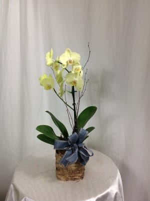 Orchid Planter Flower Bouquet