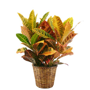 Croton Flower Bouquet