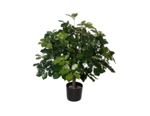 P1742 - 3' PTD BRAZILIAN SCHEFFLERA PLANT Flower Bouquet