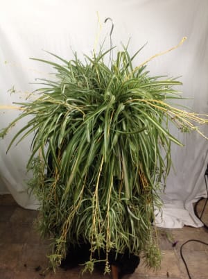 Spider Plant Flower Bouquet