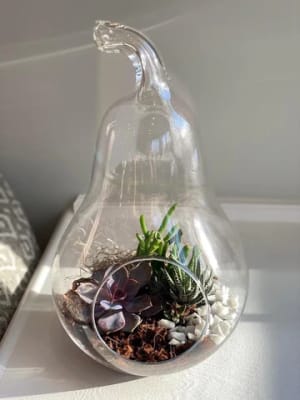 Pear Terrarium