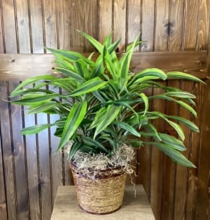 Lime Stripe Dracaena 8" Flower Bouquet