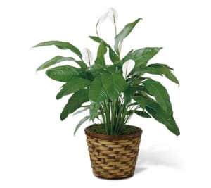 Large Peace Lily Flower Bouquet