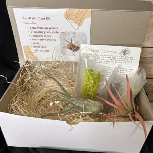 Air Plant Kit Flower Bouquet