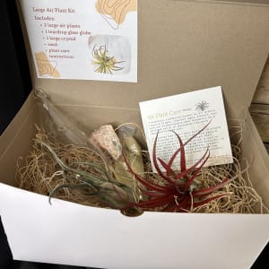 Air Plant Kit Flower Bouquet