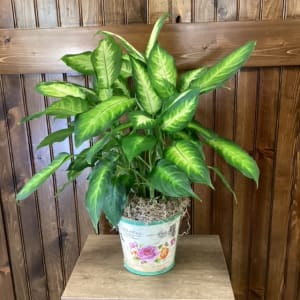 Dieffenbachia 6" Flower Bouquet