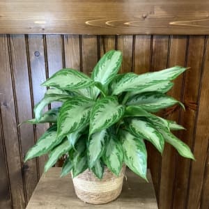 Silver Bay Aglaonema 6" Flower Bouquet