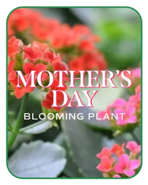 Mother's Day Blooming Plant Flower Arrangement Mother's Day Blooming Plant Flower Bouquet