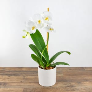 White Orchid Plant Flower Bouquet