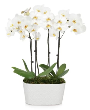 Snowy White Orchid Plant Flower Bouquet