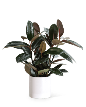 Rubber Tree Plant Flower Bouquet