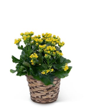 Yellow Kalanchoe Plant Flower Bouquet