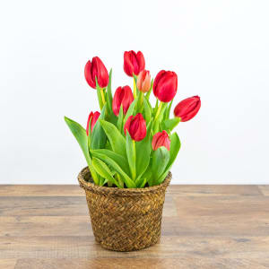 Potted Tulip Plant Flower Bouquet