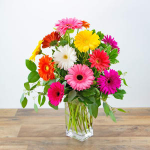 One Dozen Dashing Gerbera Flower Bouquet