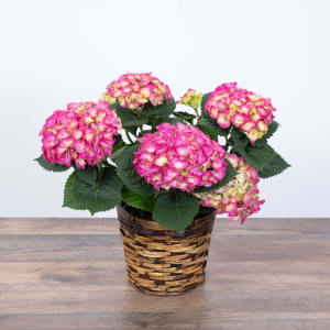 Pink Hydrangea Plant Flower Bouquet