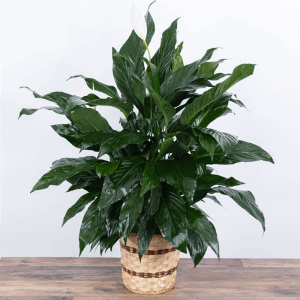 Large Peace Lily Plant 10" Flower Bouquet