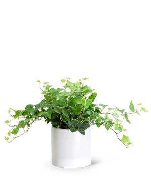 English Ivy Plant Flower Bouquet