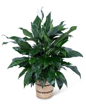 Sympathy Peace Lily Plant Flower Bouquet