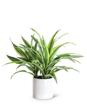 Dracaena Lemon Lime Plant Flower Bouquet