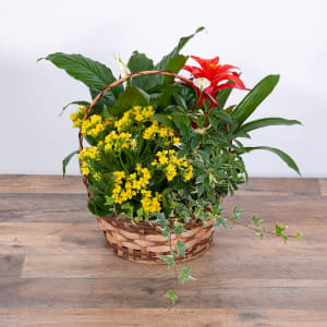 Blooming Dish Garden Flower Bouquet