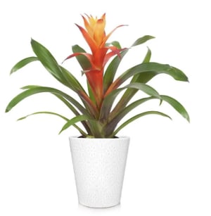 Sunburst Bromeliad Flower Bouquet