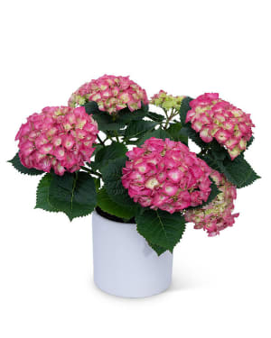 Pink Hydrangea Plant Flower Bouquet