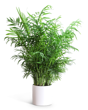 Areca Palm Plant Flower Bouquet