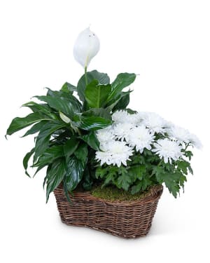 Peace Lily with White Mum Plant Flower Bouquet