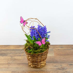 Hyacinth Plant in Basket Flower Bouquet