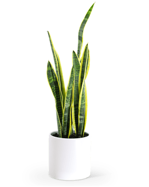 Sansevieria Plant Flower Bouquet