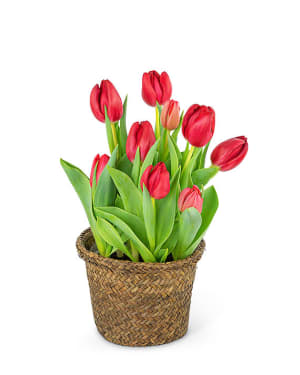 Potted Tulip Plant Flower Bouquet