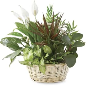 Sympathy Dish Garden Flower Arrangement Sympathy Dish Garden Flower Bouquet