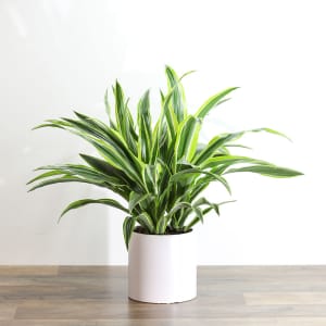 Dracaena Lemon Lime Plant Flower Bouquet