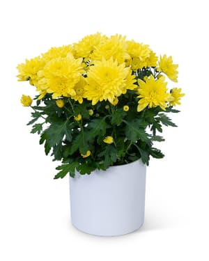 Yellow Chrysanthemum Plant Flower Bouquet