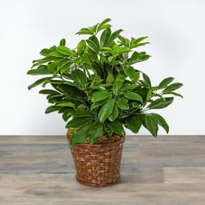 Miniature Schefflera Plant Flower Bouquet