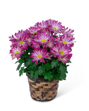 Purple Daisy Chrysanthemum Plant Flower Bouquet