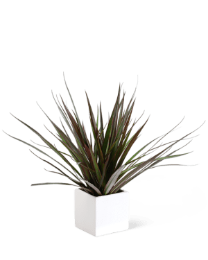 Drecaena Marginata Plant Flower Bouquet