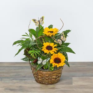 Dish Garden with Sunflowers and Butterflies Flower Bouquet