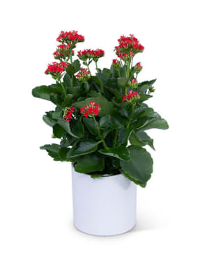 Red Kalanchoe Plant Flower Bouquet