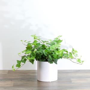 English Ivy Plant Flower Bouquet