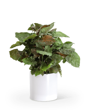 Arrowhead Plant Flower Arrangement Arrowhead Plant Flower Bouquet