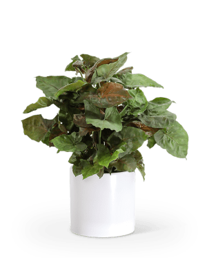 Arrowhead Plant Flower Bouquet