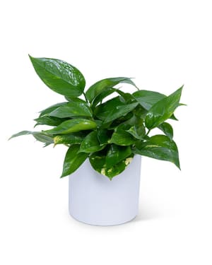 Pothos Plant Flower Arrangement Pothos Plant Flower Bouquet