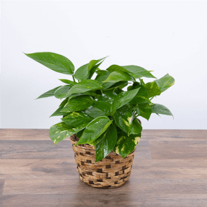 Pothos Plant in Basket Flower Bouquet