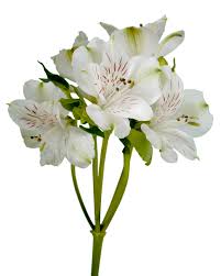 Astromeria Flower Bouquet